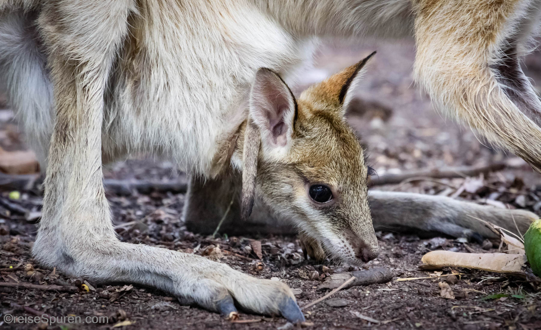 Australien